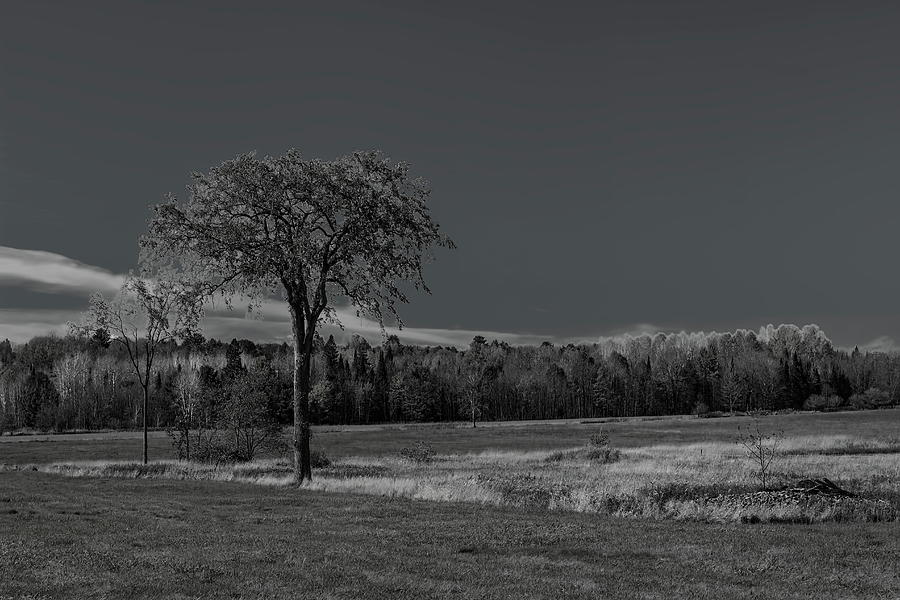 Solitary Fall Tree BW Photograph by Dale Kauzlaric