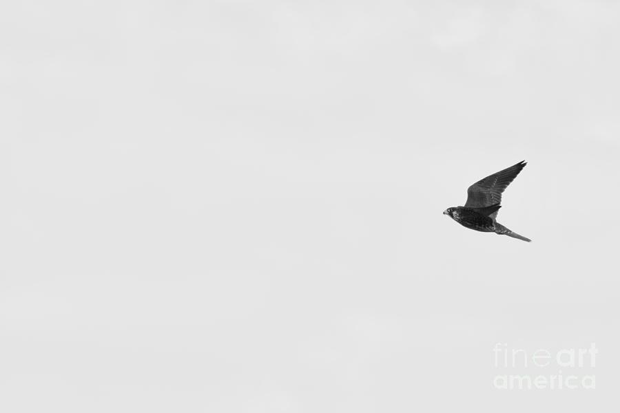 Bird in Solitary Flight Photograph by Debra Banks