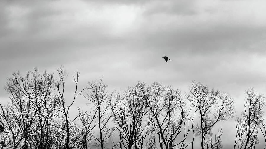 Solitary Flight - Heron Over Winter Trees Along the North Bosque River, Texas Photograph by Brigitte Blanchette Thompson Solitary Flight - Heron Over Winter Trees Along the North Bosque River, Texas Photograph by Brigitte Blanchette Thompson