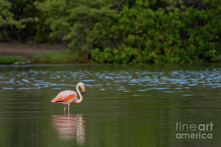 Solitary Galapagos Greater Flamingo Photograph by Nancy Gleason
