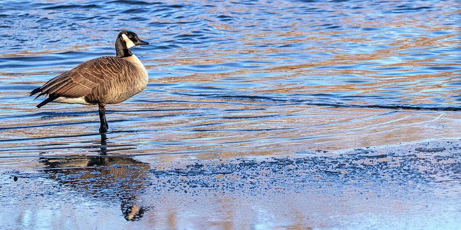 Solitary Goose Photograph
