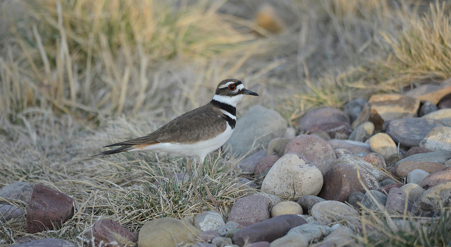 Solitary Killdeer Photograph by Whispering Peaks Photography
