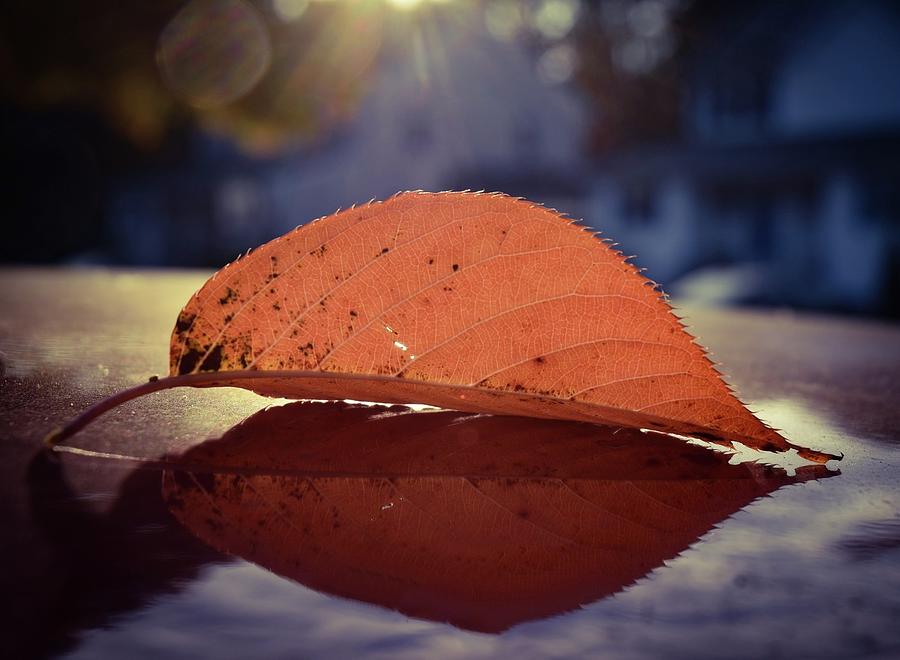 Solitary leaf Photograph by Bruce Carpenter