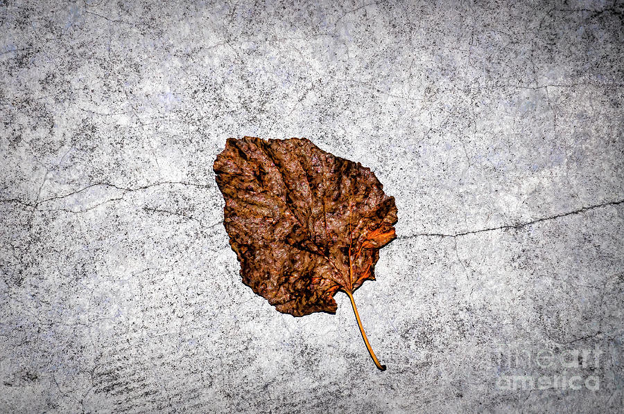 Solitary Leaf Photograph by Frances Ann Hattier