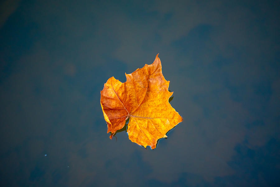 Solitary Leaf on Water Photograph by Evan Foster