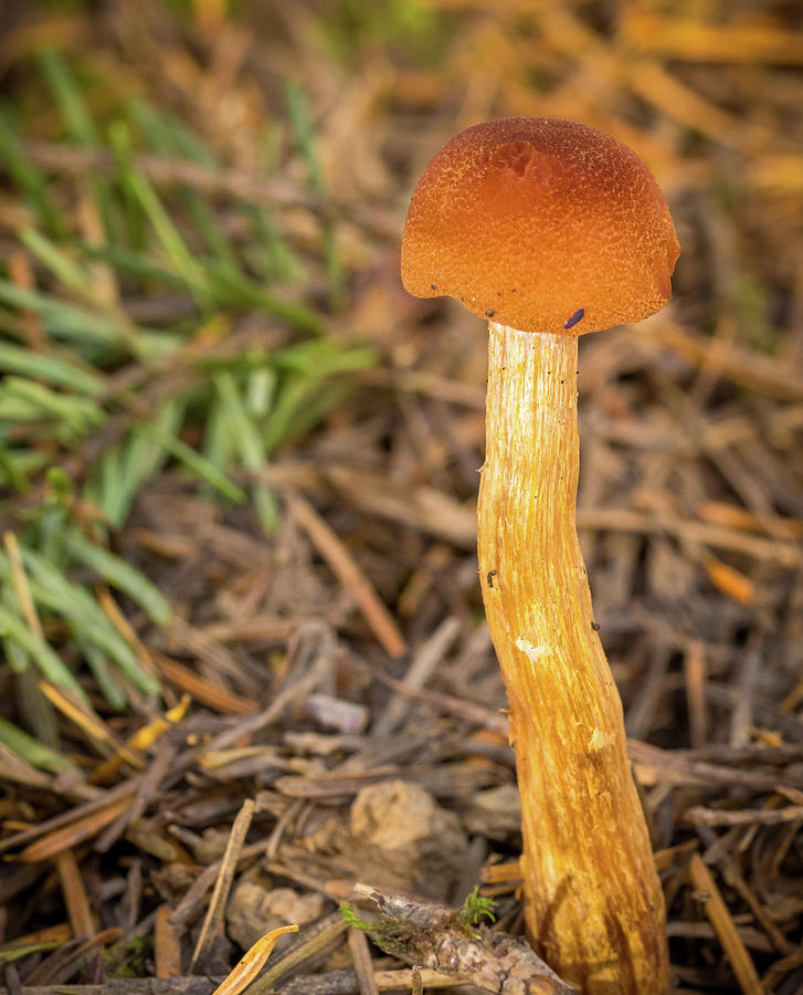 Solitary Leaning Mushroom Photograph by Jean Noren