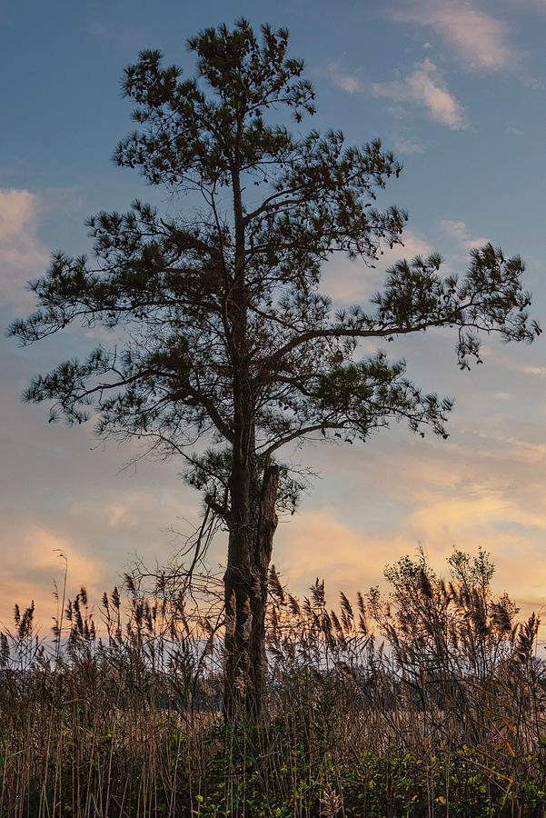 Solitary Loblolly Pine 2 Photograph by Robert Fawcett