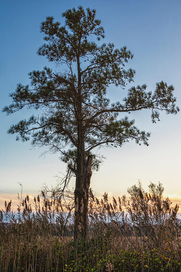 Solitary Loblolly Pine Photograph by Robert Fawcett
