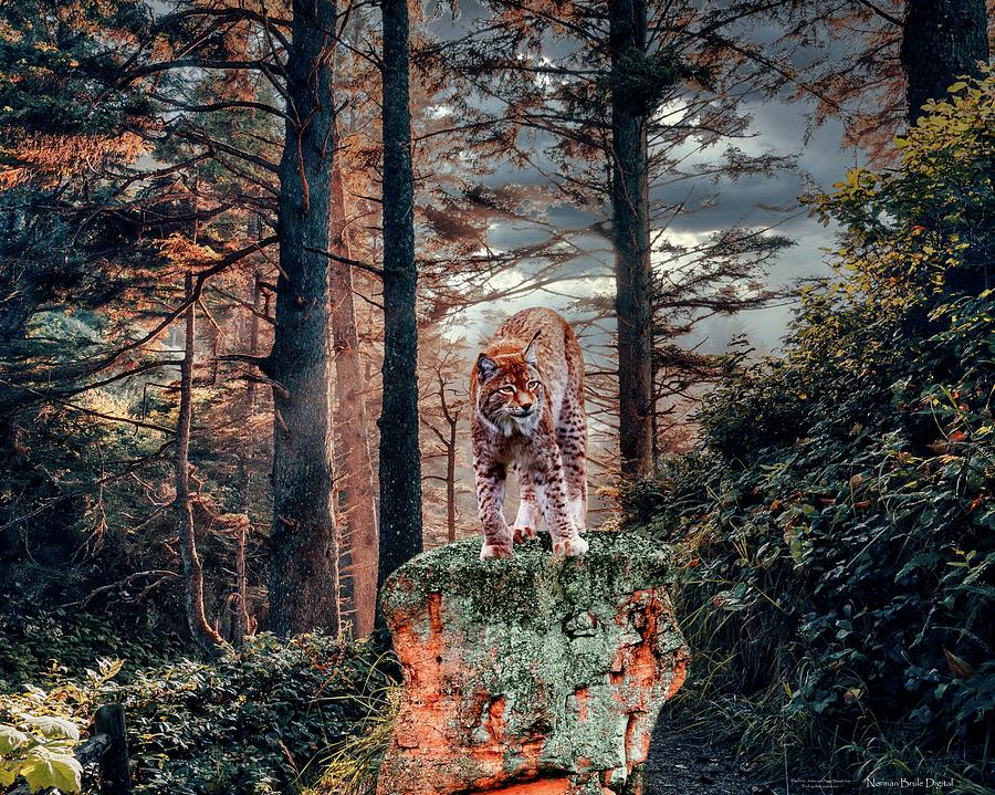 Solitary Lynx Digital Art by Norman Brule