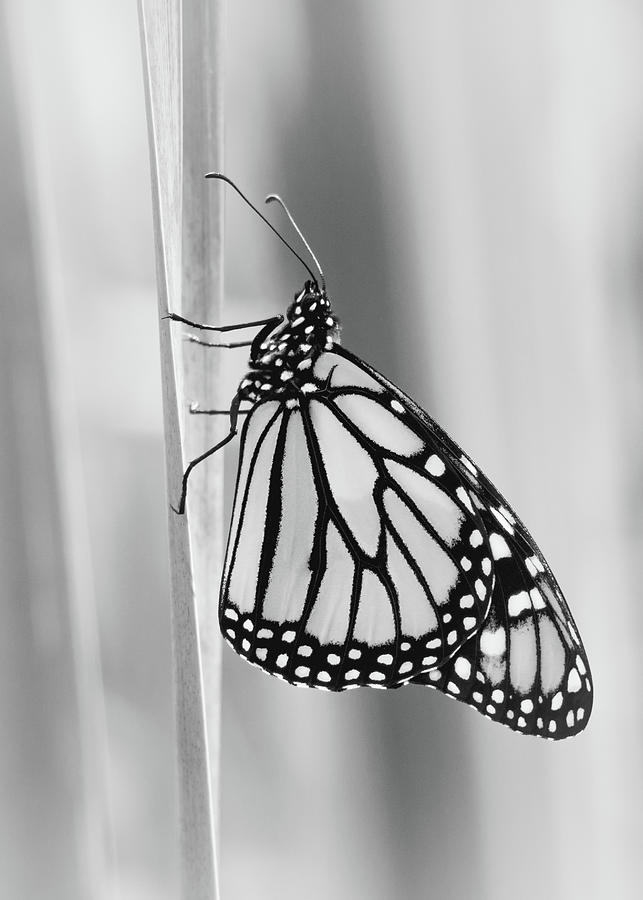 Solitary Monarch Black and White Photograph by Jason Fink