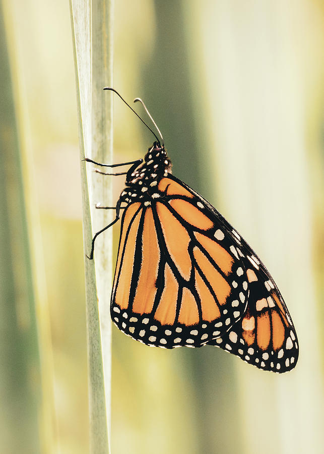Solitary Monarch Photograph by Jason Fink