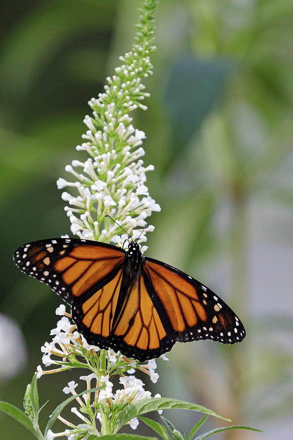 Solitary Monarch Photograph by Steve Templeton