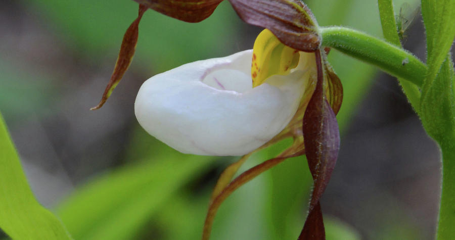 Solitary Mountain Lady Slipper Photograph by Whispering Peaks Photography