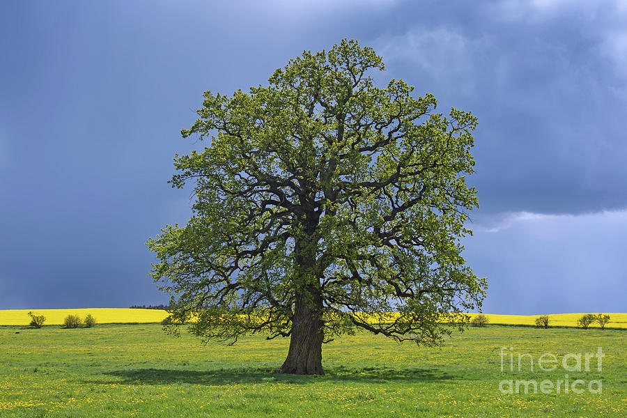 Solitary Oak Tree In The Rain Photograph By Arterra Picture Library 