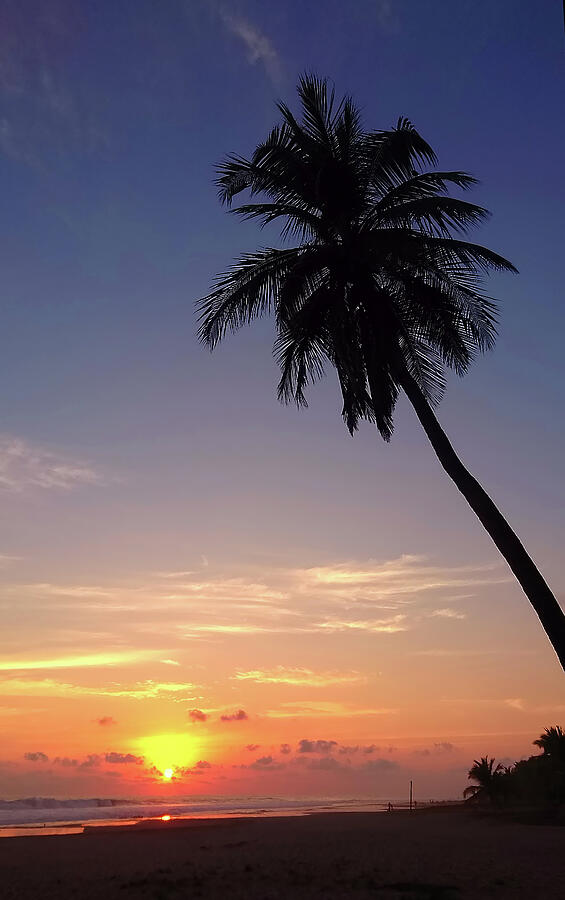 Sunset Photograph - Solitary palm sunset, Troncones Mexico by William Mertz Photography