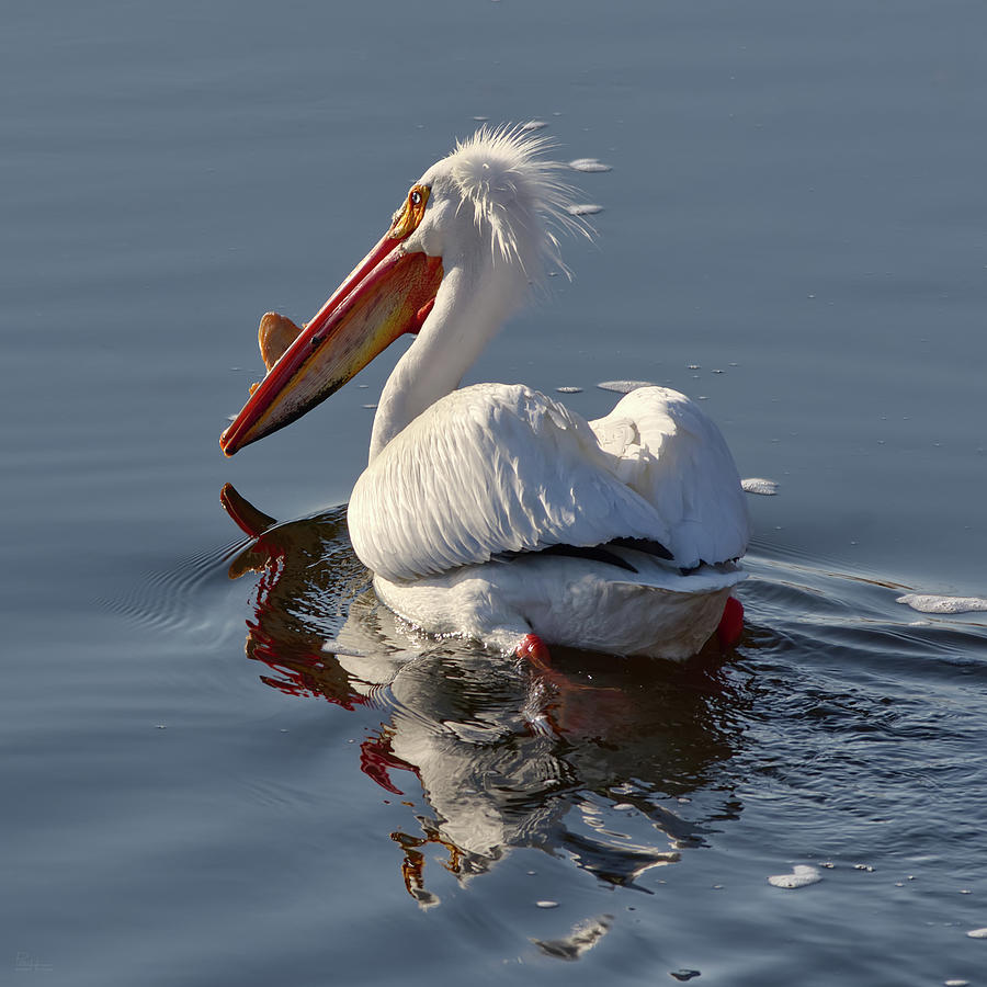 Solitary Pelican swimming in ND coulee Photograph by Peter Herman