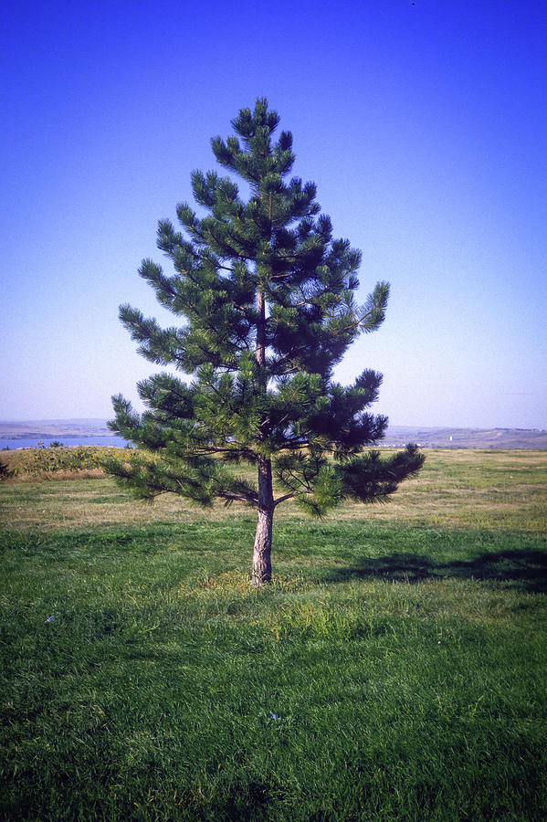 Solitary Pine Photograph by Gordon James