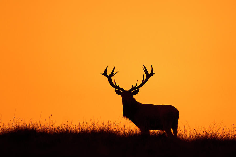Solitary Red Deer Stag at Sunset Photograph by Arterra Picture Library