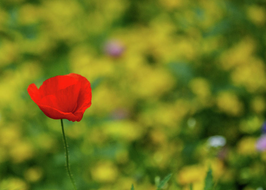 Solitary red poppy. Photograph by Rob Huntley