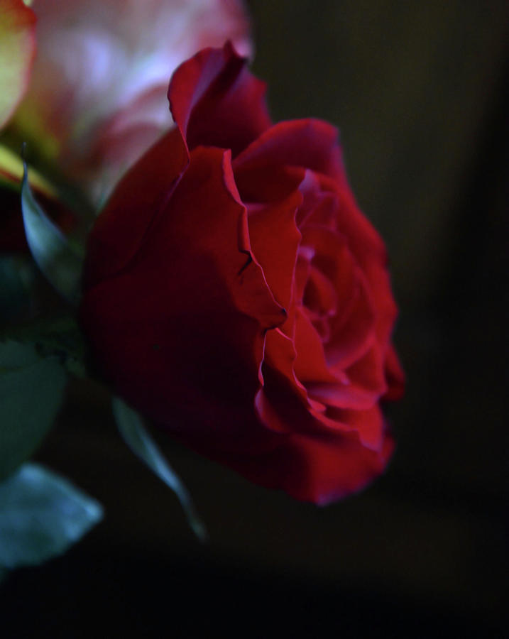 Solitary Red Rose Photograph