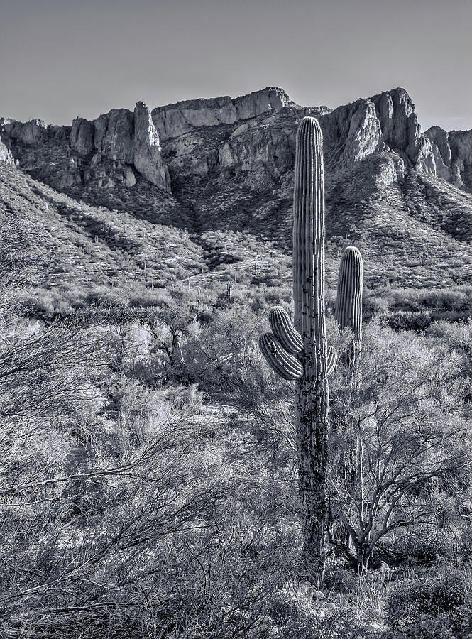 Solitary Saguaro Black And White Photograph by Lorraine Baum