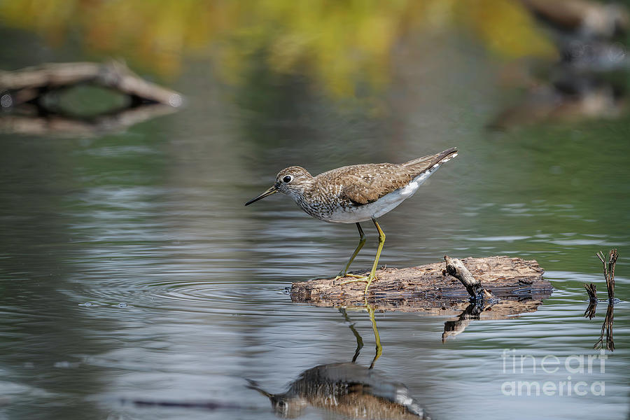 Solitary Sandpiper  Photograph by Alan Schroeder