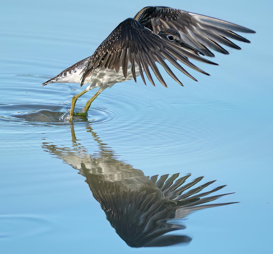 Solitary sandpiper  Photograph by Carl Marceau