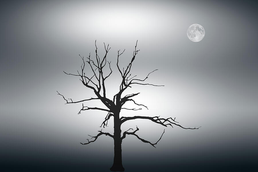 Solitary Silhouette Beneath the Moon Photograph by John Wright Solitary Silhouette Beneath the Moon Photograph by John Wright