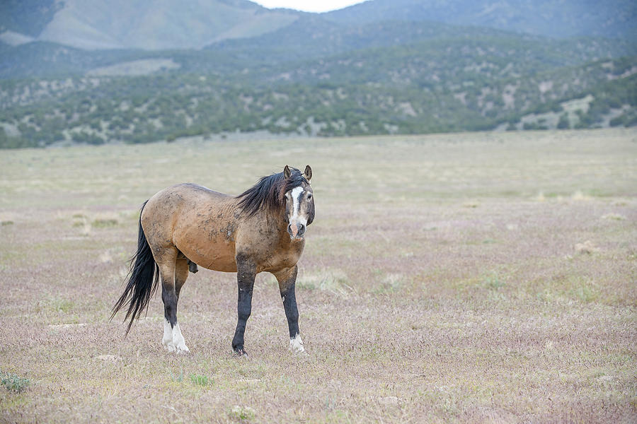 Solitary Stallion Photograph by Fon Denton