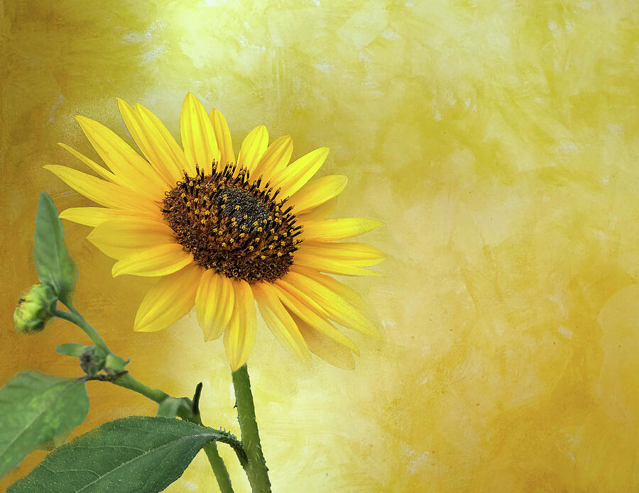 Solitary Sunflower Photograph by Lorraine Baum