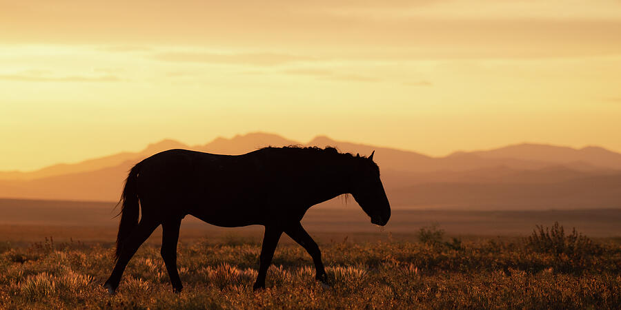 Solitary Sunset Photograph by Mary Hone