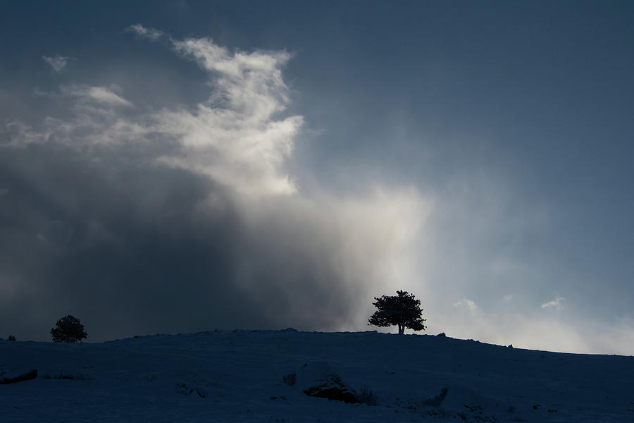 Solitary Tree and Winter Morning Photograph by Cascade Colors