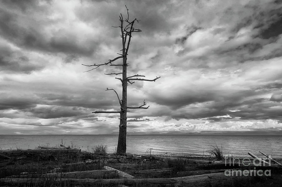 Solitary Tree At Kin Beach Photograph by Bob Christopher