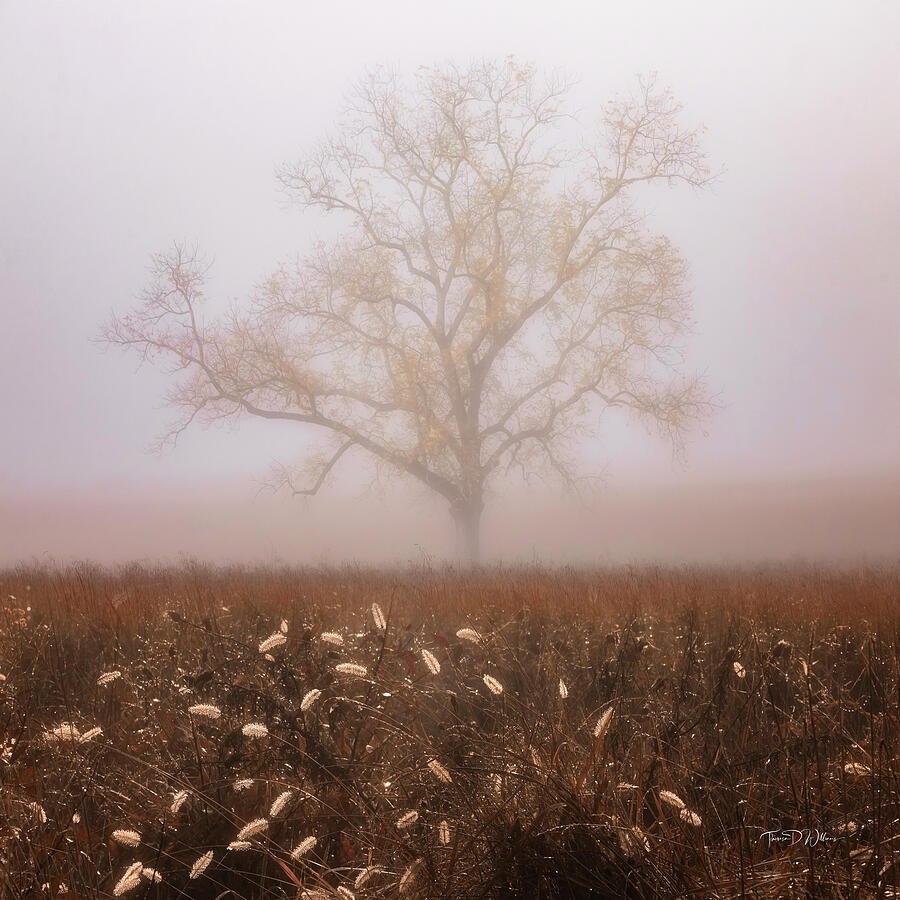 Solitary Tree in Morning Mist Photograph - Solitary Tree Draped in Autumn by Theresa D Williams Smoky Mountains