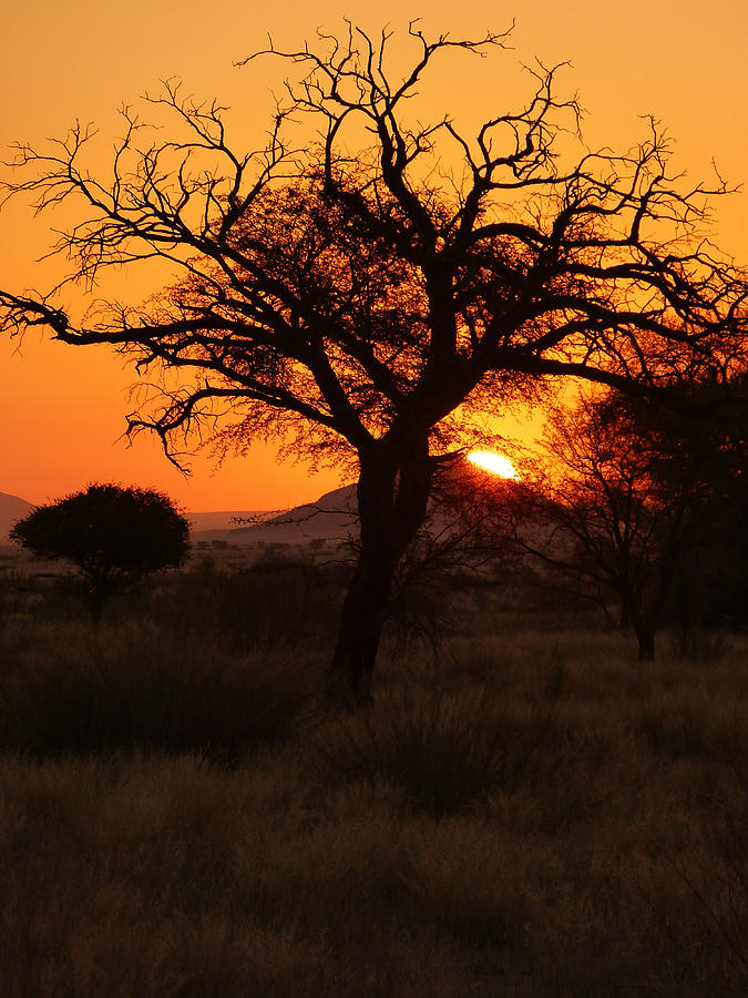 Solitary tree in a spectacular sunset in Solitaire Photograph by HelgeNeven
