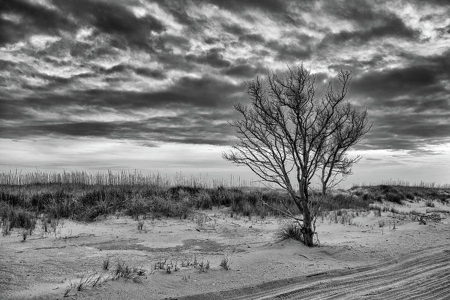 Solitary Tree in Black and White Photograph by Fon Denton