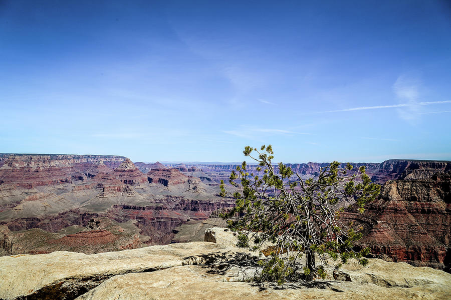 Solitary tree in Grand Canyon Photograph by Alberto Zanoni