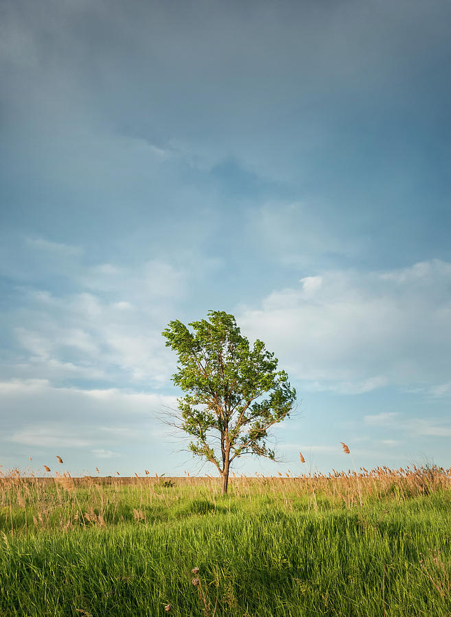 Solitary Tree In The Meadow Photograph