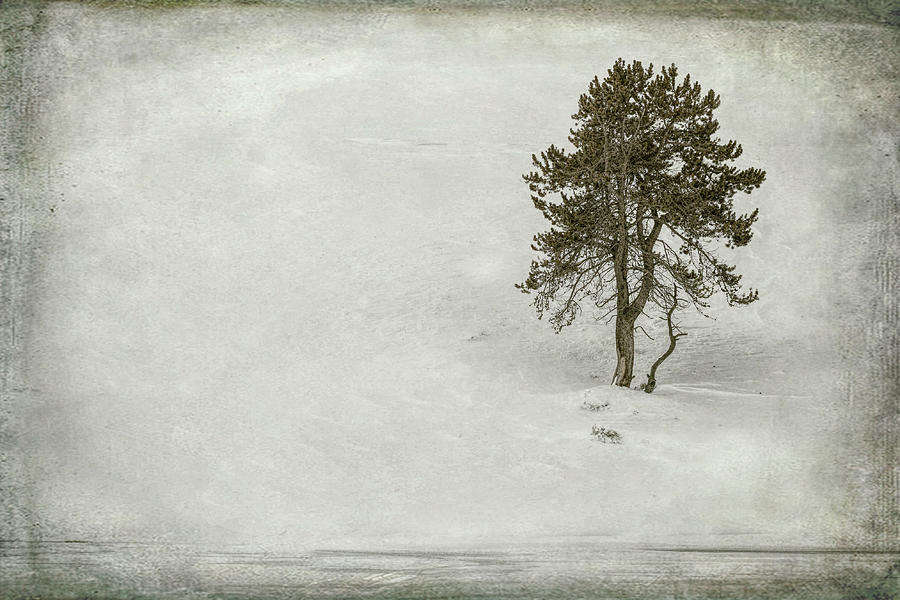 Solitary Tree in Winter Digital Art by Susan Hope Finley