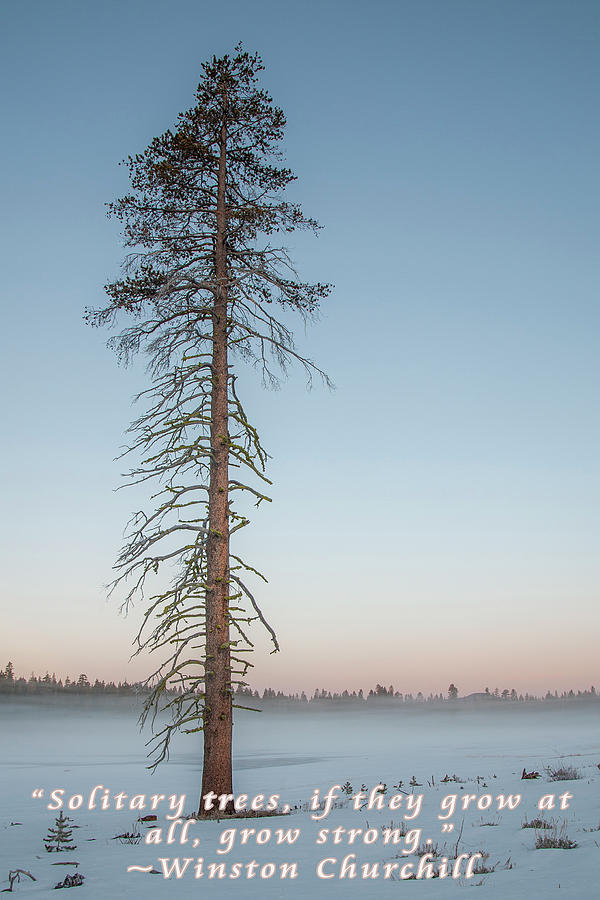 Solitary Tree Photograph by Mike Lee