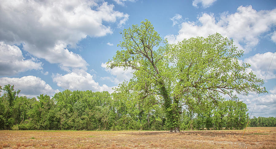 Solitary Tree near Lumberton North Carolina Photograph by Bob Decker