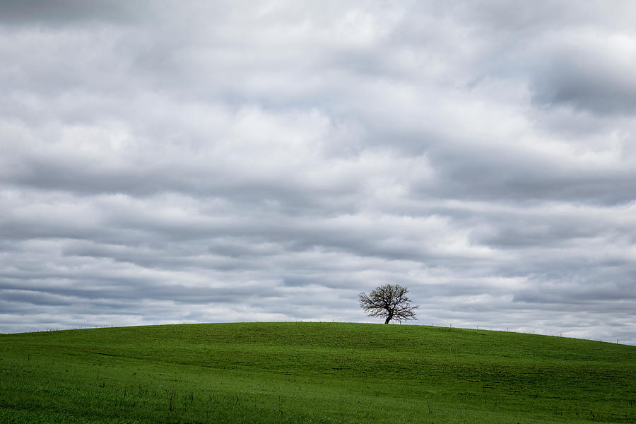 Solitary Tree Photograph by Scott Bean