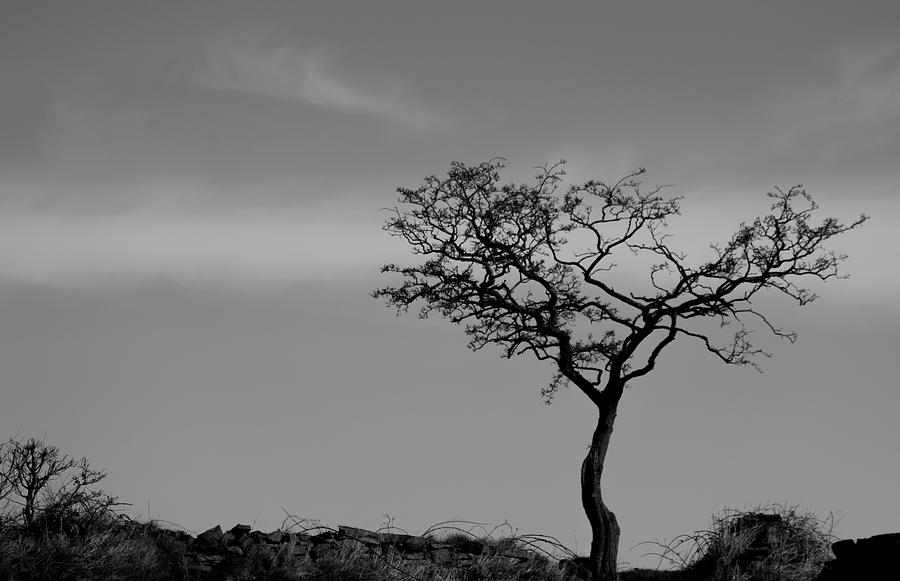 Solitary Tree Photograph by Stuart Allen