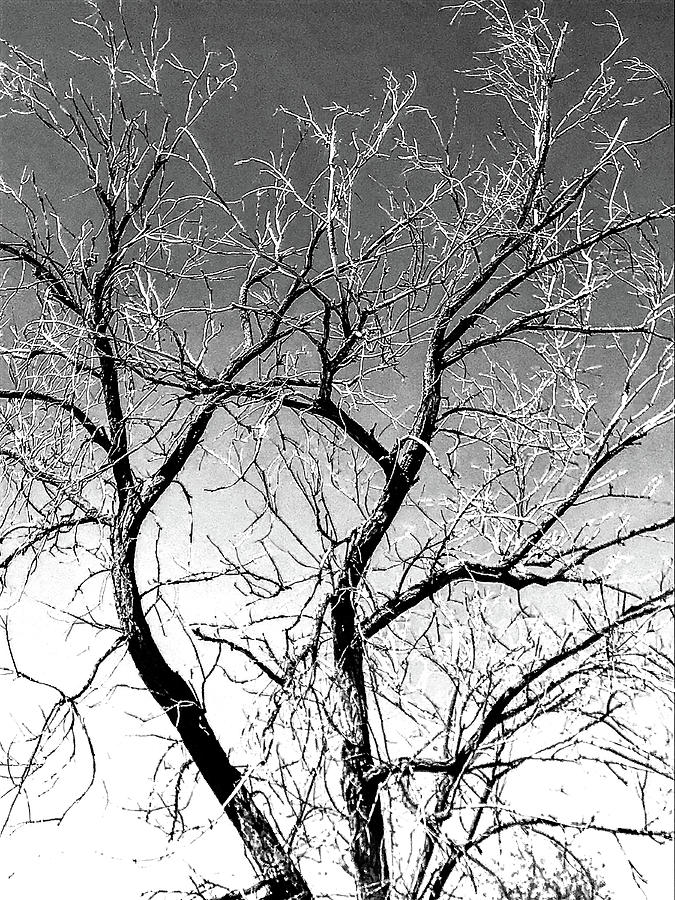 Solitary Tree with Many Branches Photograph by James C Richardson