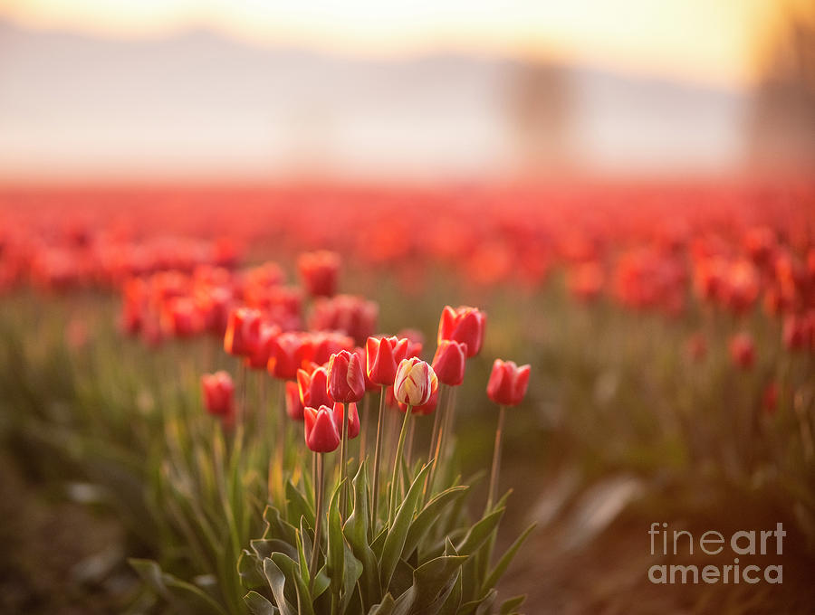 Solitary Unique Tulip Photograph