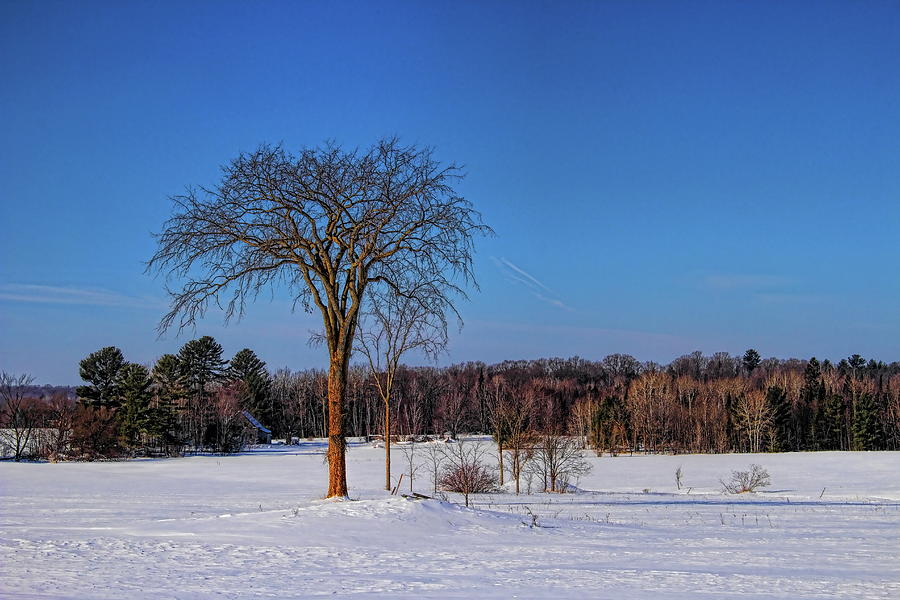 Solitary Winter Tree Under Blue Skies Photograph by Dale Kauzlaric