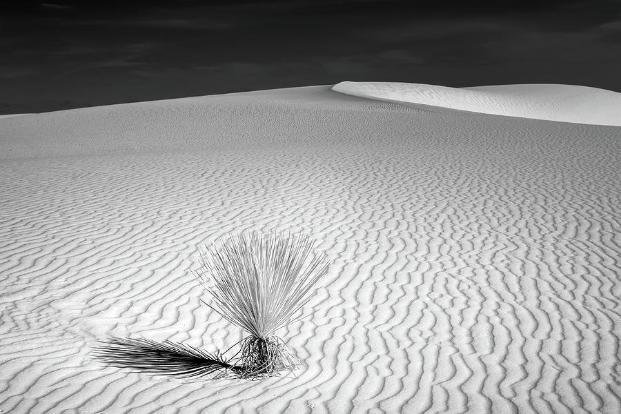 Solitary Yucca Photograph by James Barber