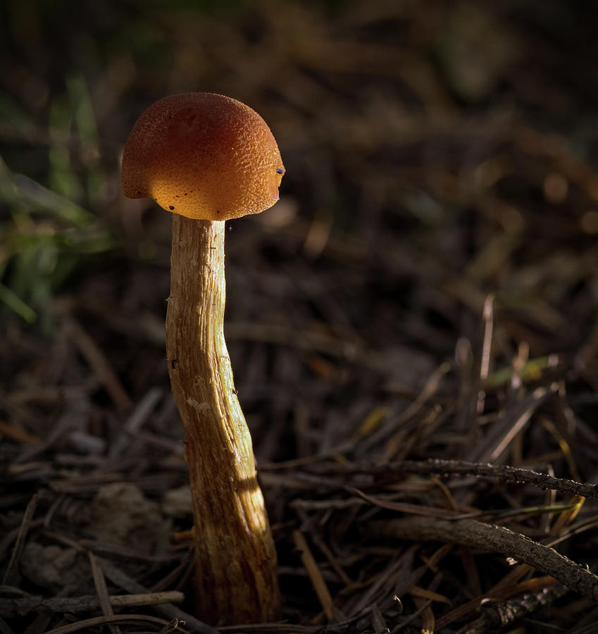 Solitary Side lit Mushroom Photograph by Jean Noren