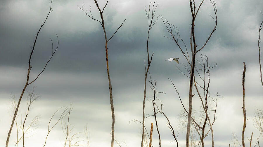 Through the Stillness - White Heron Over Winter Trees, North Bosque River Refuge Photograph by Brigitte Blanchette Thompson Through the Stillness - White Heron Over Winter Trees, North Bosque River Refuge Photograph by Brigitte Blanchette Thompson
