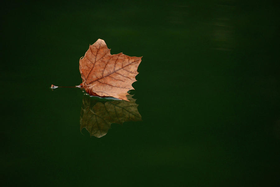 Solitude Reflections Photograph by Vonda Barnett